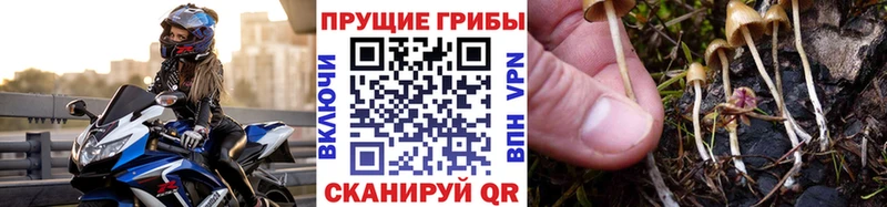 Галлюциногенные грибы GOLDEN TEACHER  купить  цена  Сухиничи 